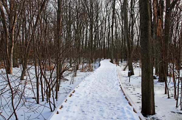 Wild Goose Woods Boardwalk Winter III by Deb Oppermann